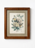 Ancienne gravure botanique - "Roses et pensées" avec Cadre en bois