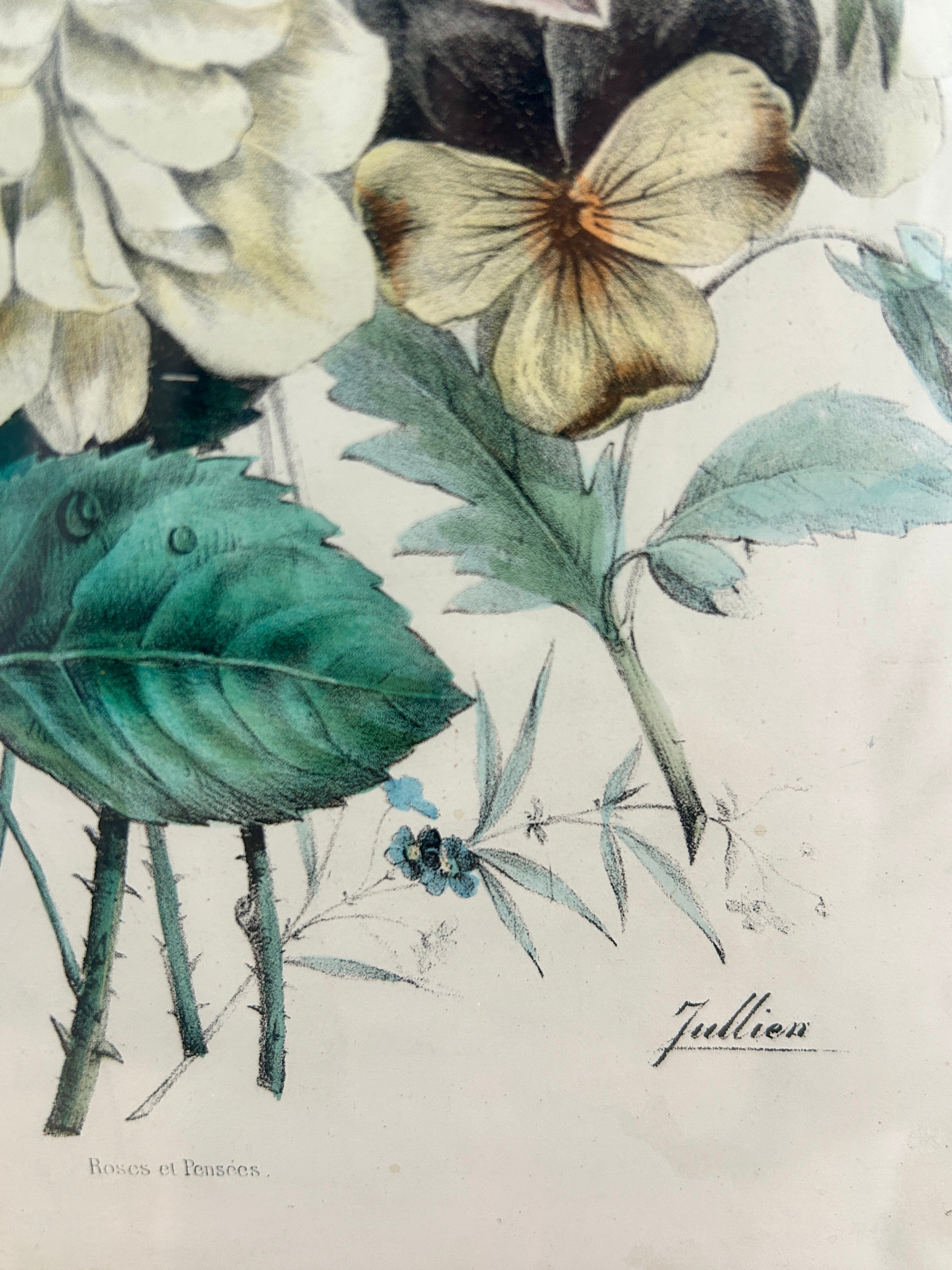 Ancienne gravure botanique - "Roses et pensées" avec Cadre en bois